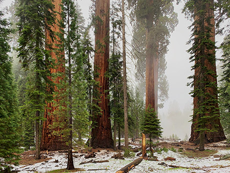 Grove of sequoia trees